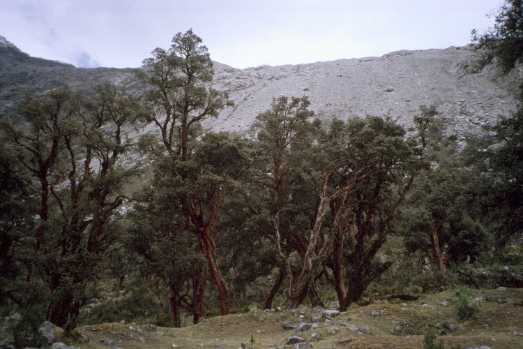 Peru 2000 (Bobr)