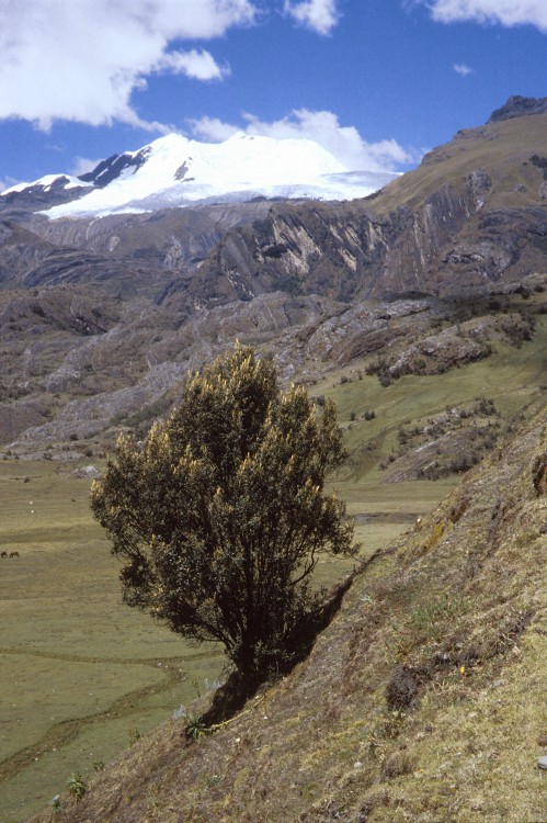 Peru 2000 (Bobr)