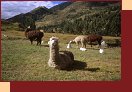 4104-28_Peru2000 