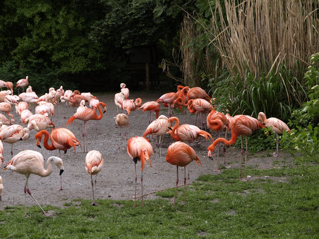 Zoo Praha 2013