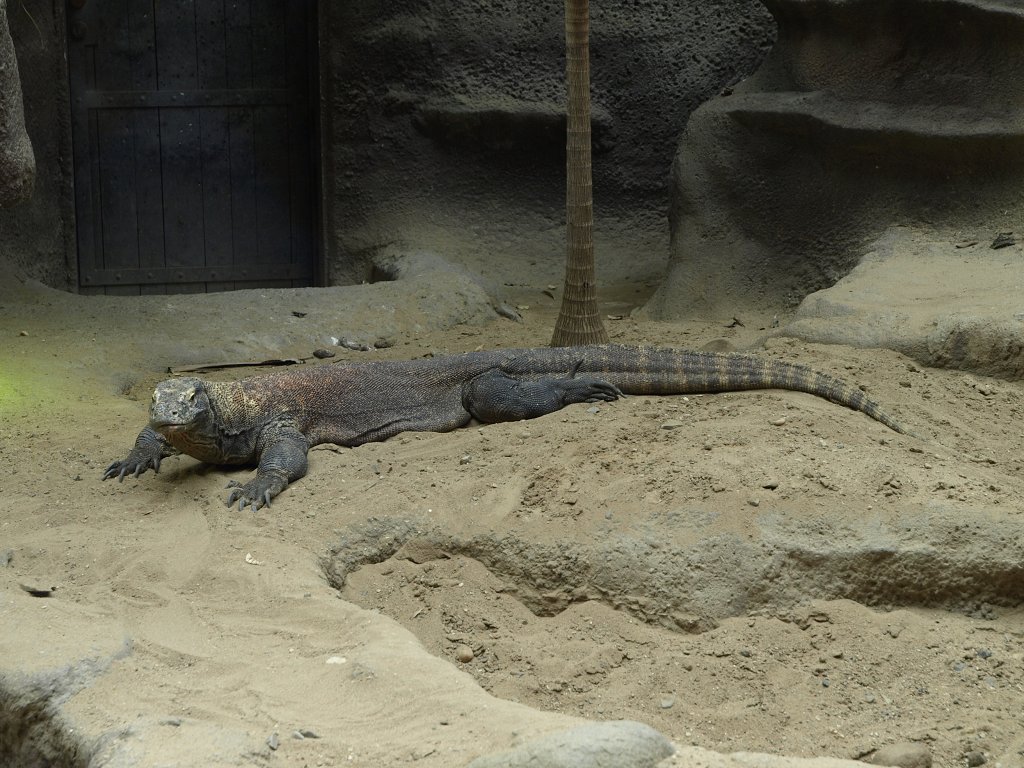 Zoo Praha 2013