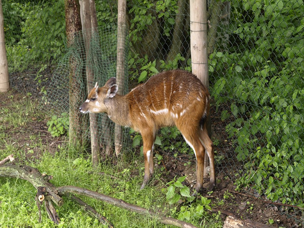 Zoo Praha 2013