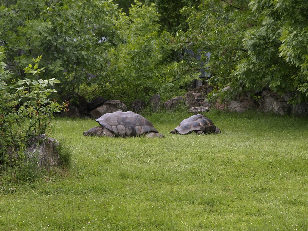 Zoo Praha 2013