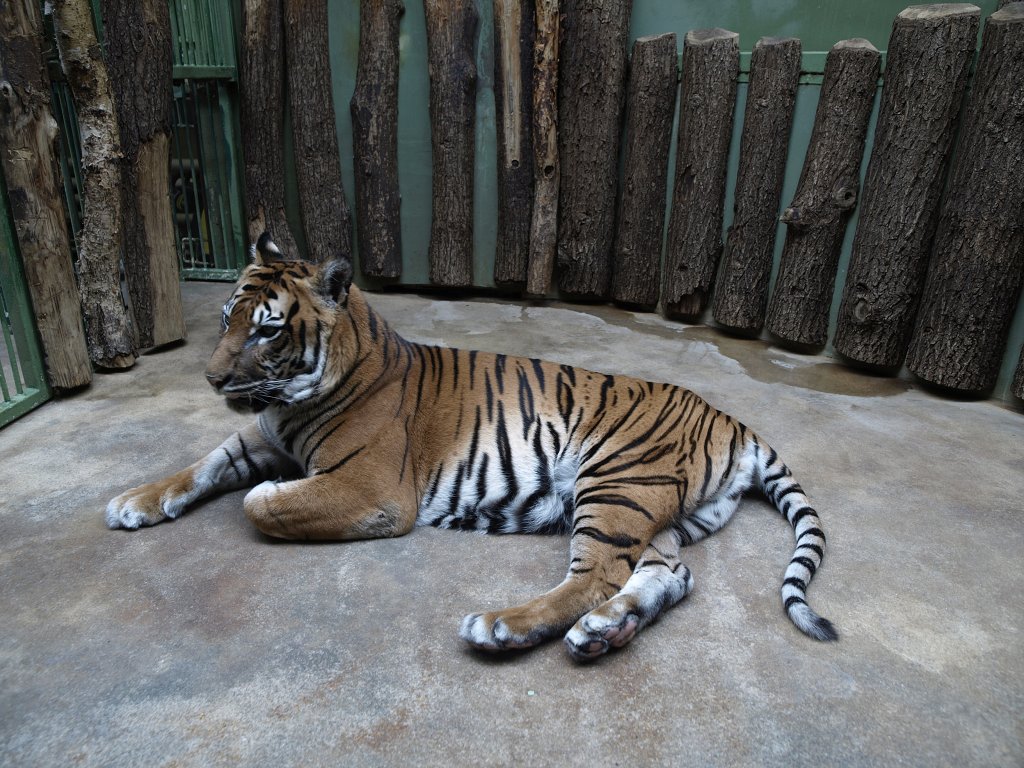 Zoo Praha 2013