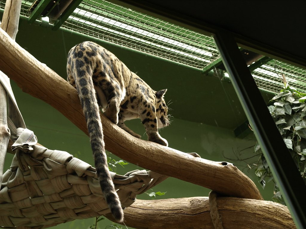 Zoo Praha 2013