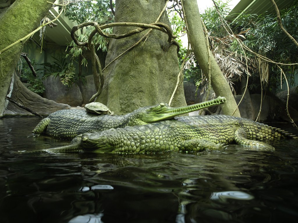 Zoo Praha 2013