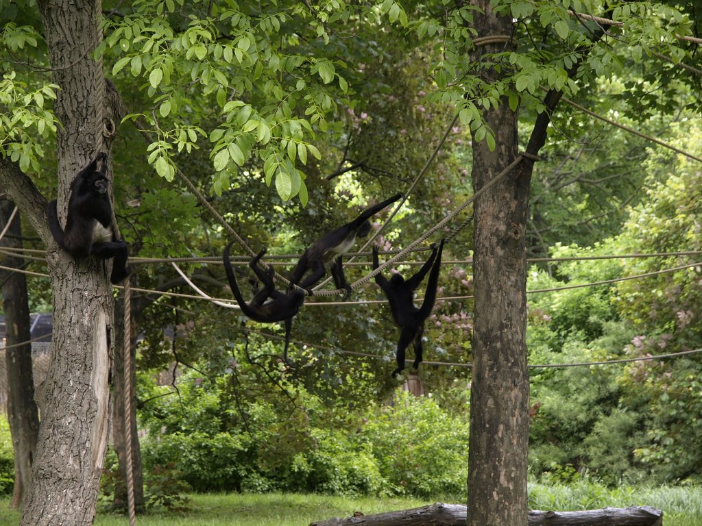 Zoo Praha 2013