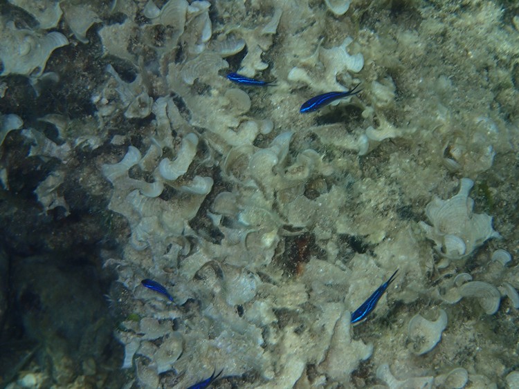 Baška Voda 2014