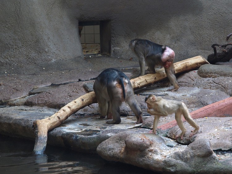 Prazske Zoo brezen 2014