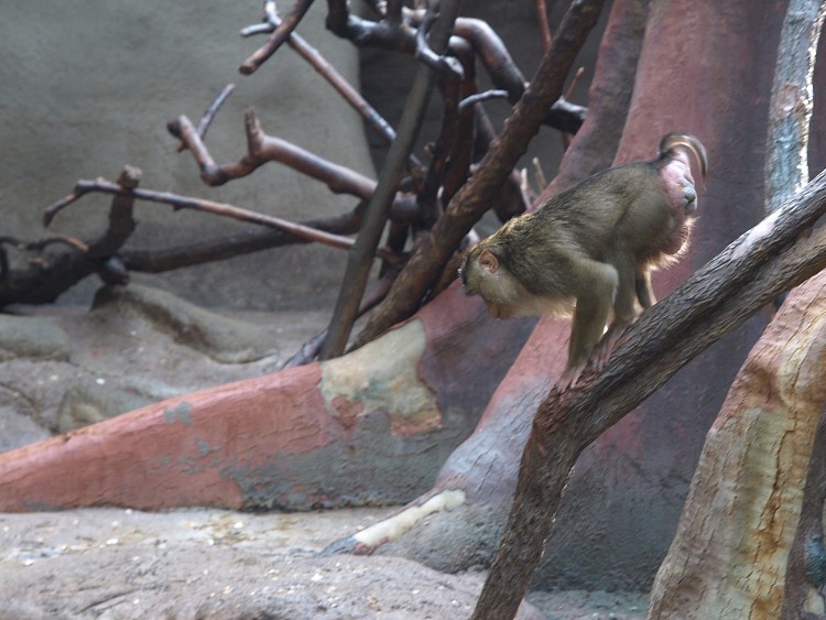 Prazske Zoo brezen 2014