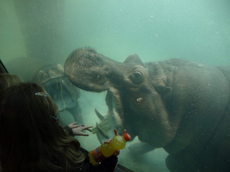 Prazske Zoo brezen 2014