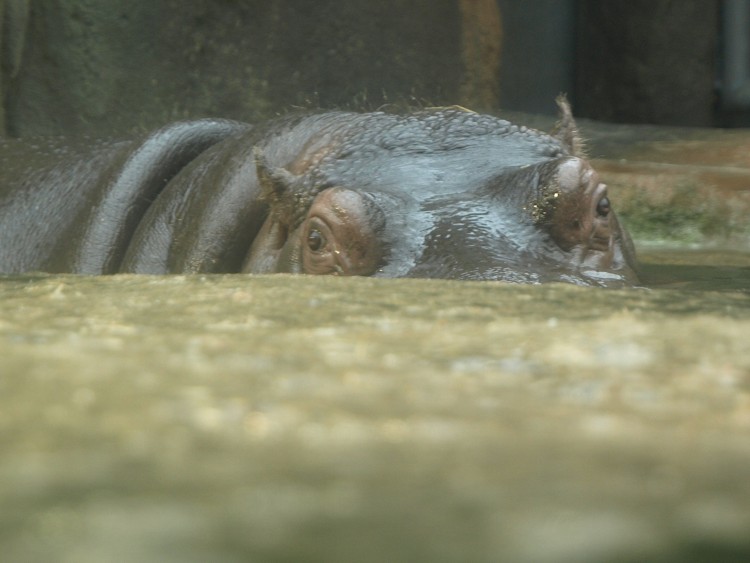 Prazske Zoo brezen 2014