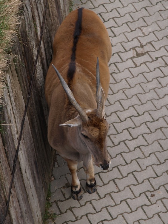 Prazske Zoo brezen 2014