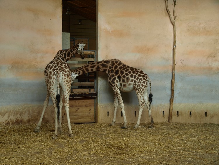 Prazske Zoo brezen 2014