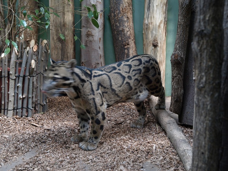 Prazske Zoo brezen 2014